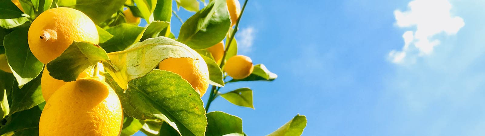 7 saker du bör känna till om C-vitamin