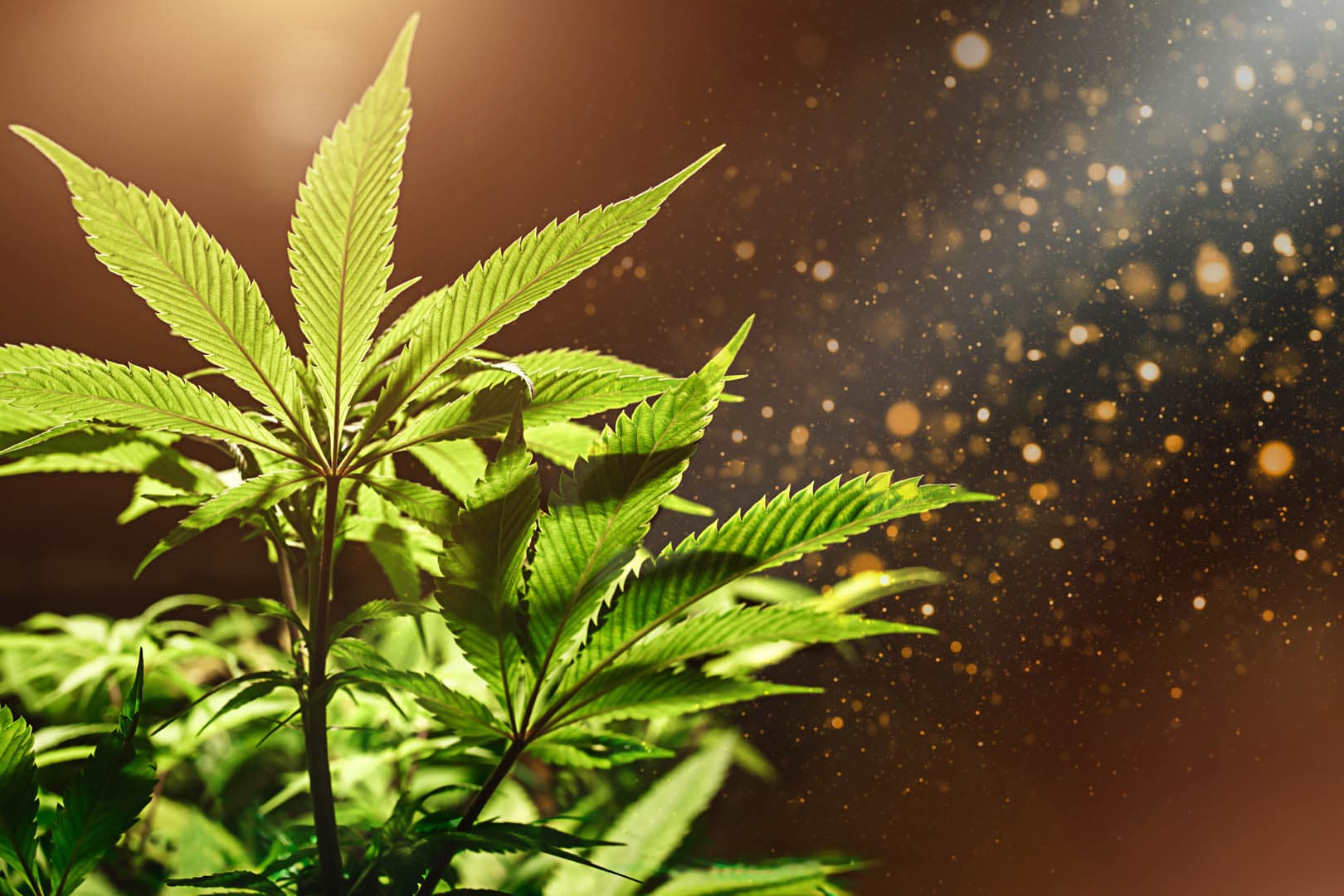 63. Om CBD och hur vår kropp är skapt för att ta emot cannabinoider