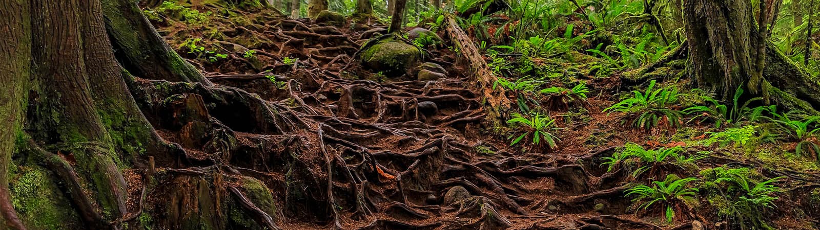 The important role of the lymphatic system
