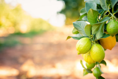 059 fascia guide cover – lemon farm