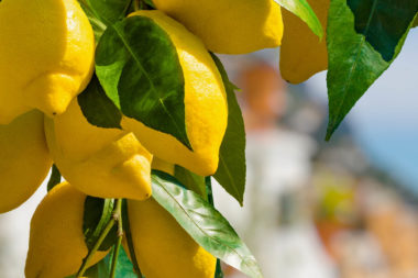 063 fascia guide cover – lemons