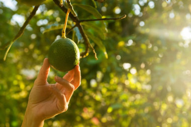 064 fascia guide cover – avocado tree