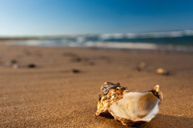 066 fascia guide cover – shell