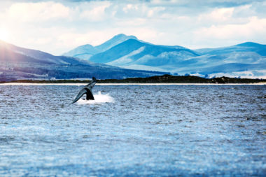 068 fascia guide cover – whale