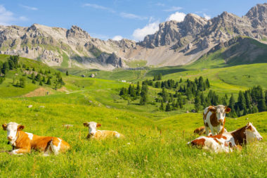 073 fascia guide cover – alps