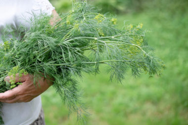 096 fascia guide cover – dill