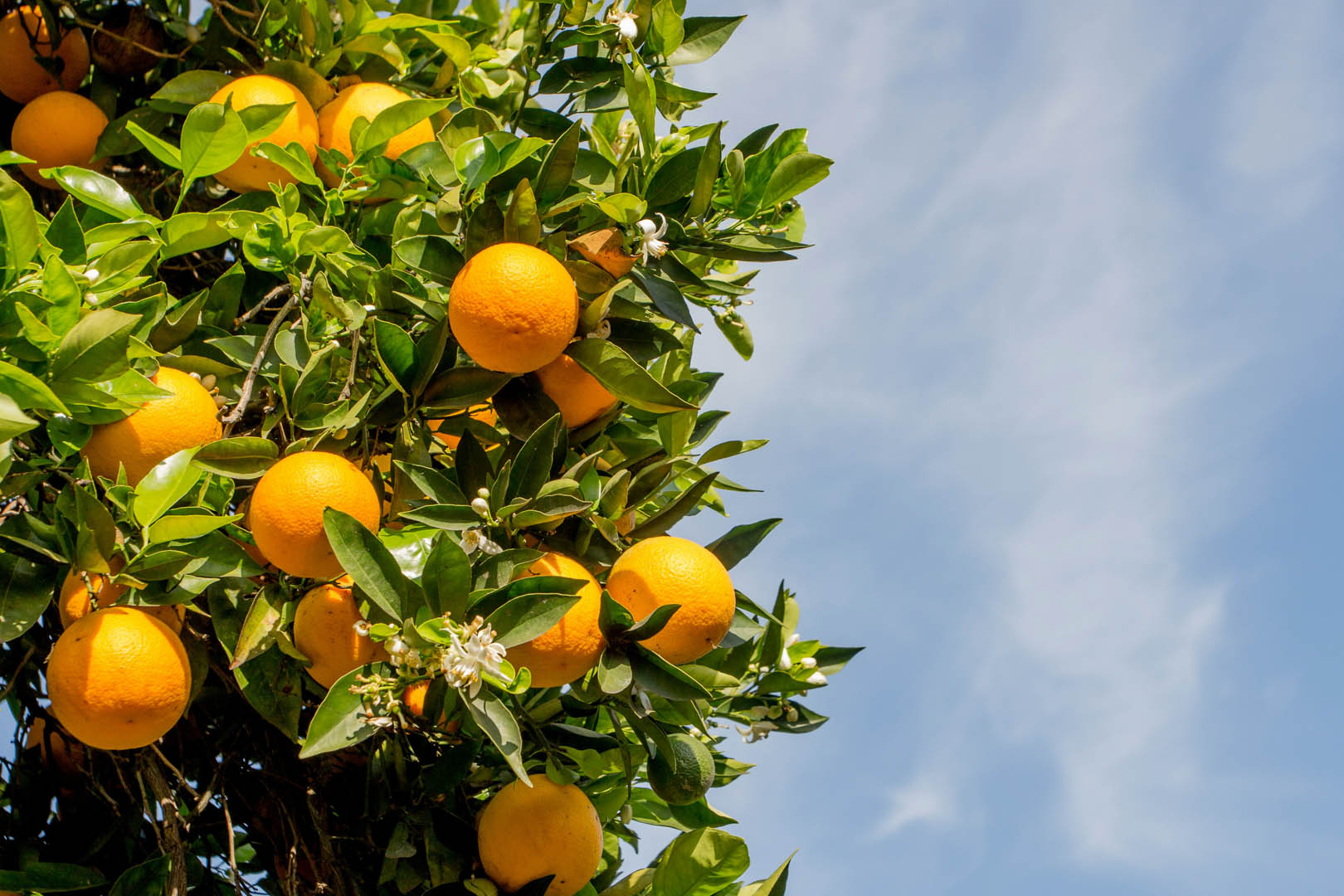 134 podcast cover – oranges