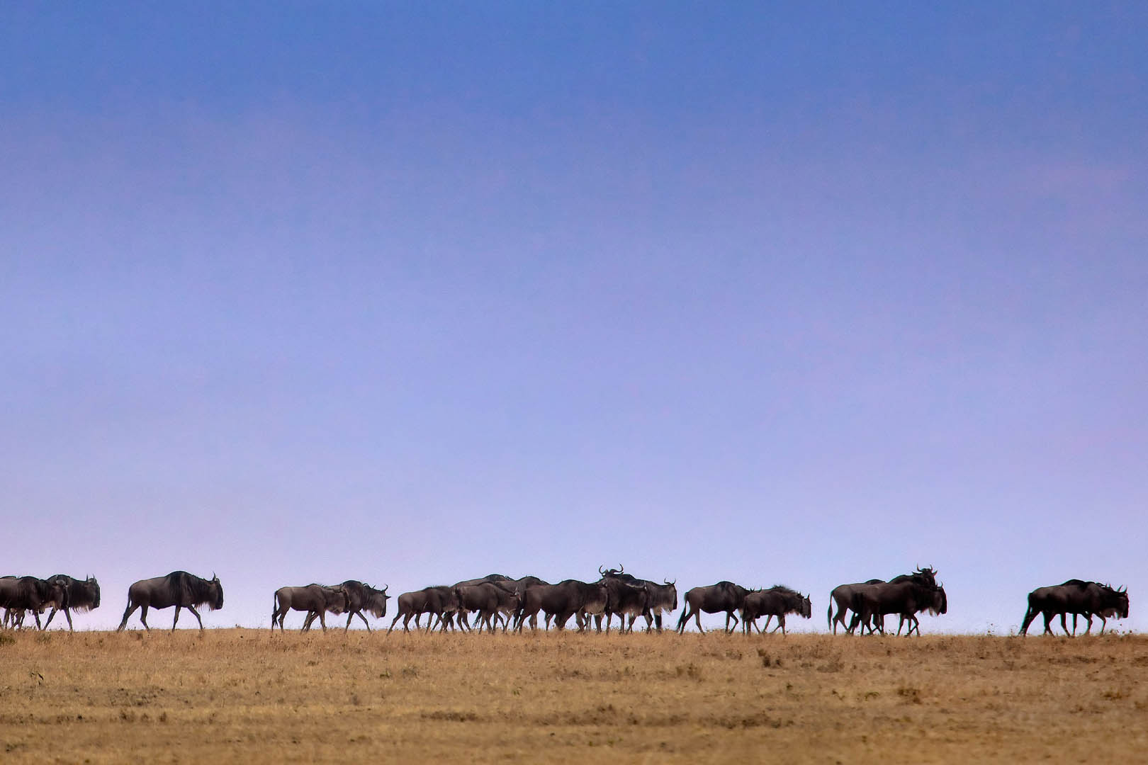 143 podcast cover – savann