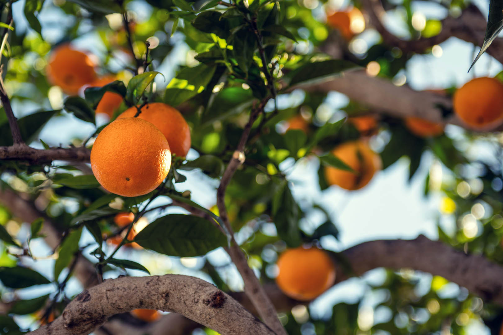 148 podcast cover – vitamin c intra