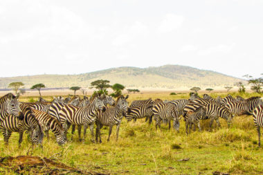 168 fascia guide cover – zebras