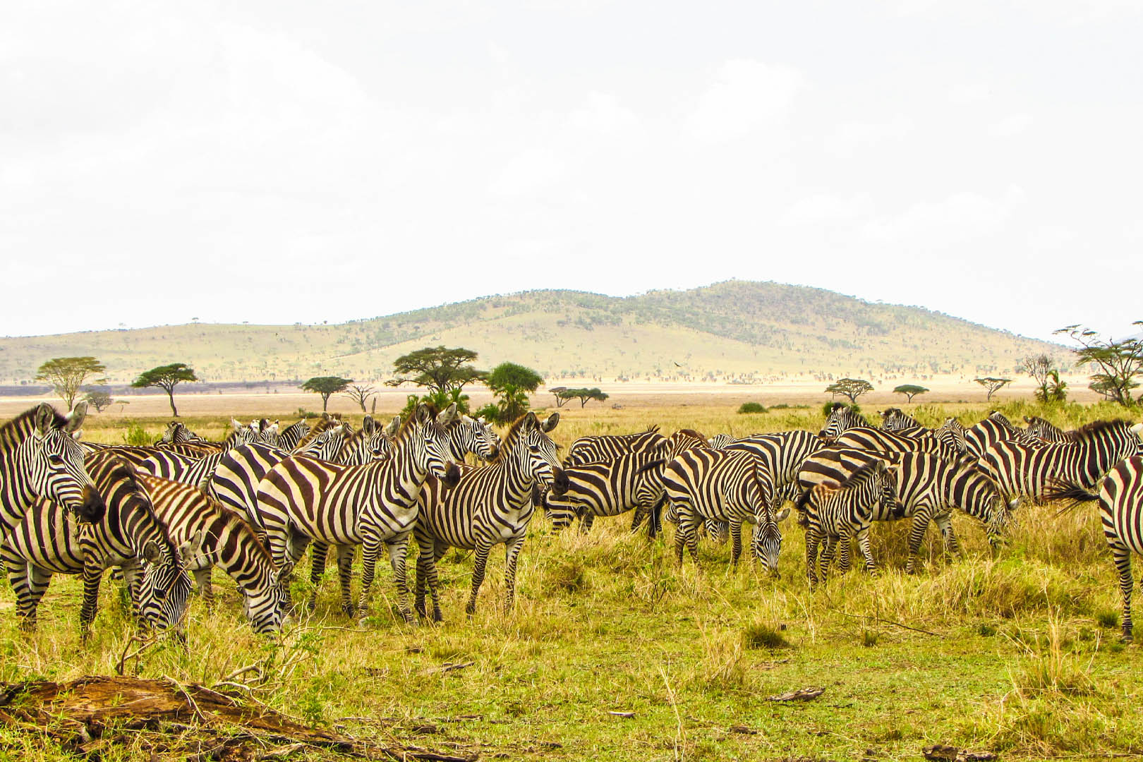 168 fascia guide cover – zebras