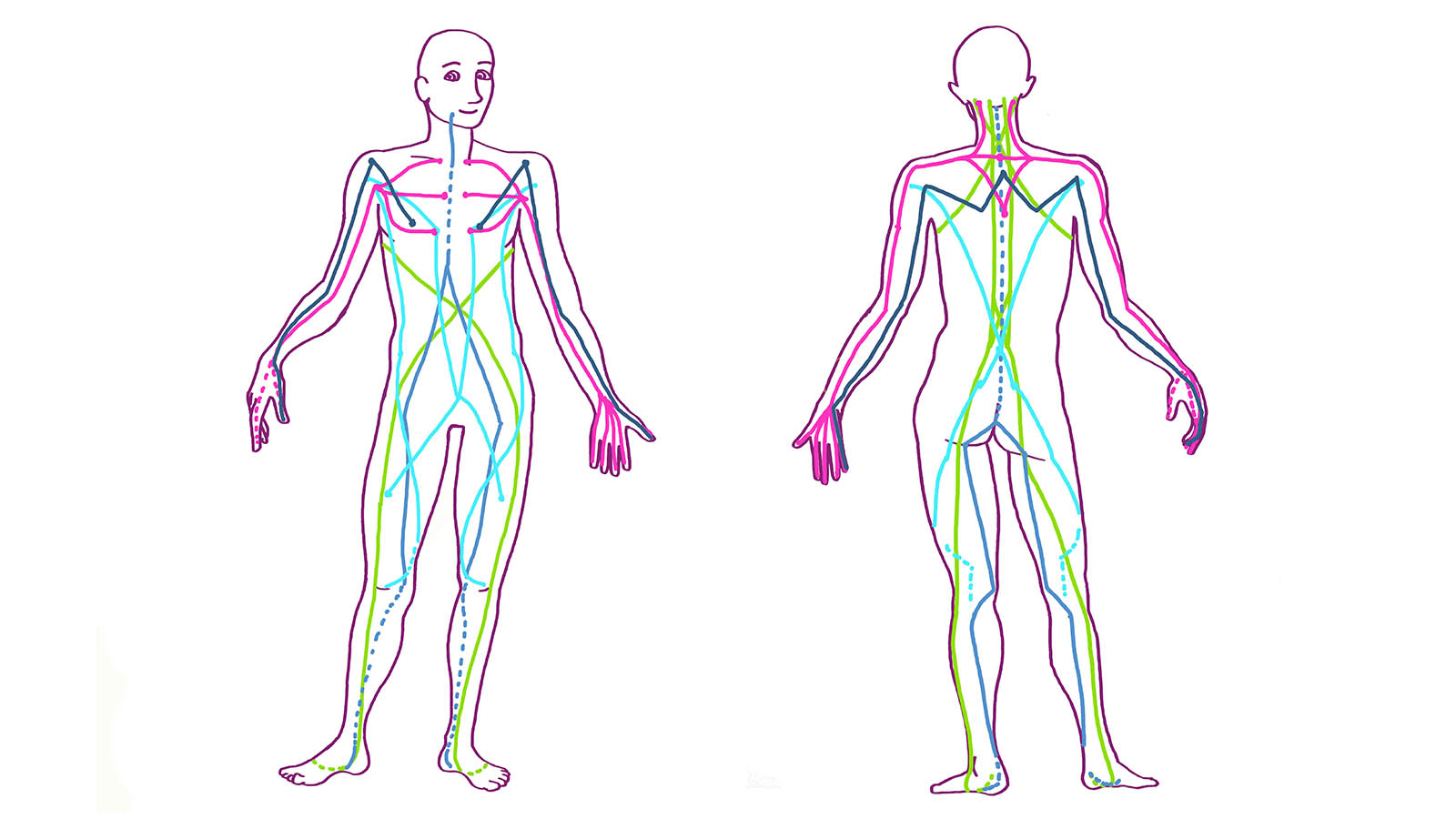 Fascia Friday (1st in a Series) - Superficial Back Line — Uncommon