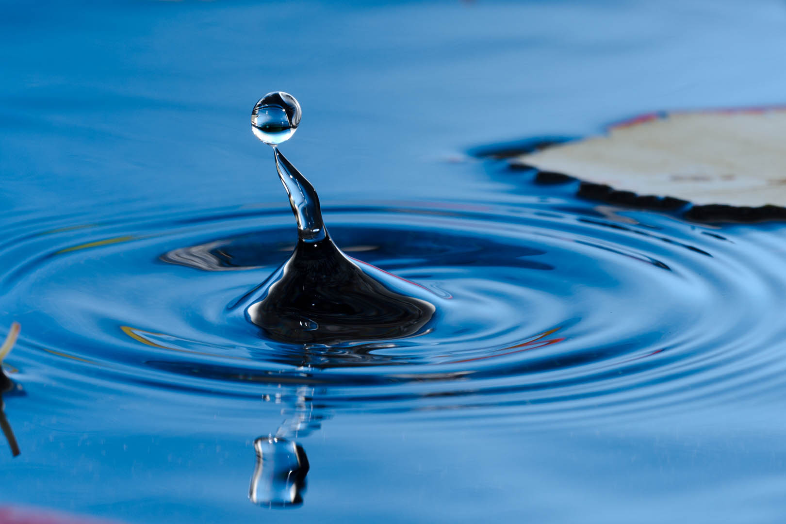 030 fasica guide cover – rings on water