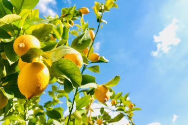 035 fasica guide cover – c-vitamin